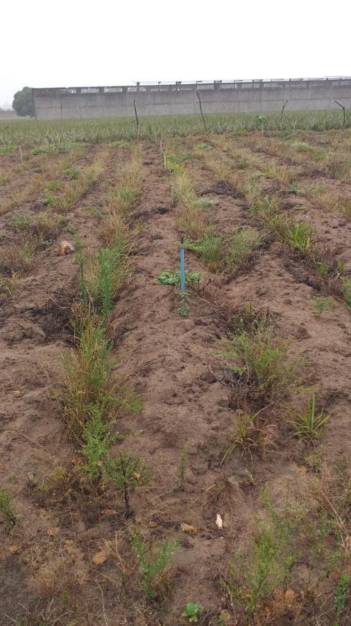 Chácara, 5192 m² - Foto 4